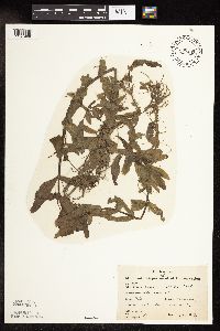 Veronica catenata image