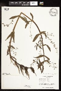 Veronica catenata image