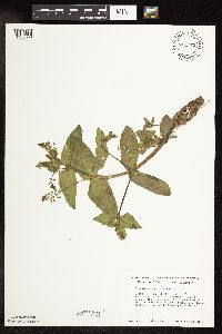 Veronica catenata image