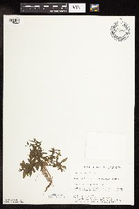 Veronica catenata image