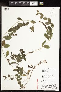 thumbnail image of current specimen