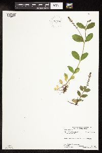 Thumbnail image of current specimen