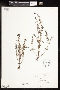 Image Associated With the Occurrence