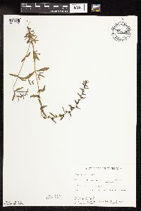 thumbnail image of current specimen