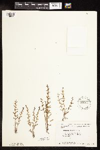 Thumbnail image of current specimen