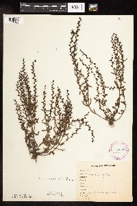 thumbnail image of current specimen