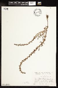 Veronica peregrina image