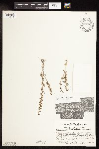 Veronica peregrina image
