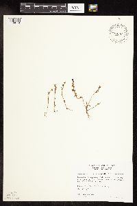 Veronica peregrina image