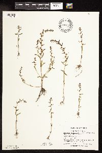 Veronica peregrina image