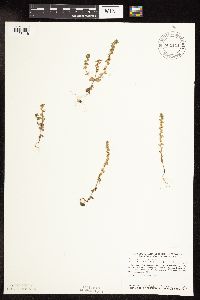 Veronica peregrina image