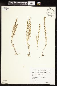 Veronica peregrina image