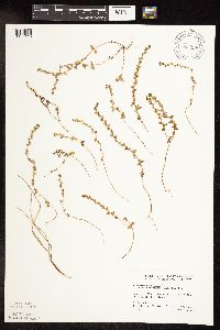 Veronica peregrina image