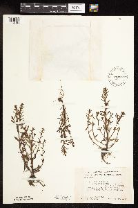 Veronica peregrina image