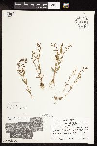 Veronica peregrina image