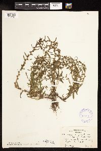Veronica peregrina image