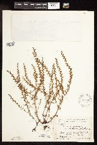 Veronica peregrina image