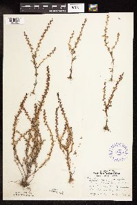 Veronica peregrina image