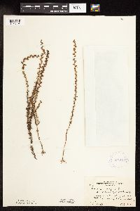 Veronica peregrina image