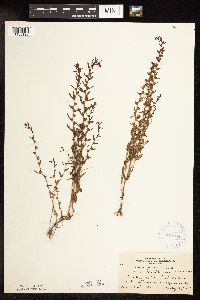 Veronica peregrina image