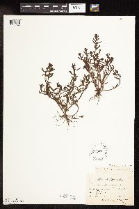 Veronica peregrina image