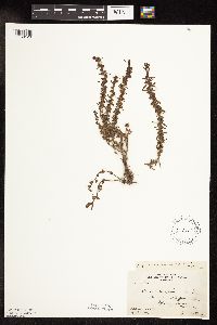 Veronica peregrina image