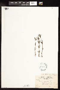 Veronica peregrina image