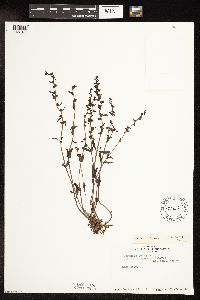 thumbnail image of current specimen