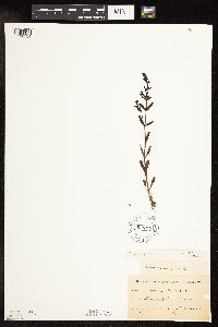 Veronica peregrina image