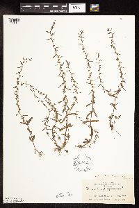 Veronica peregrina image
