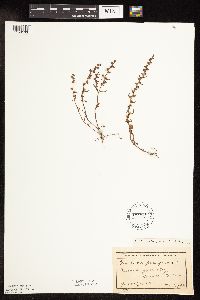 Veronica peregrina image