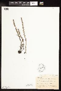 Veronica peregrina image