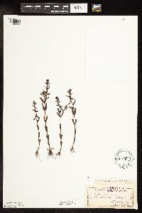 Veronica peregrina image