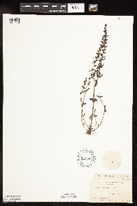 Veronica peregrina image