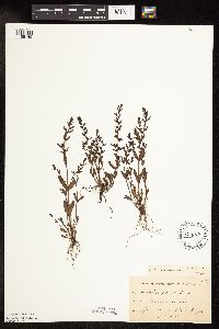 Veronica peregrina image