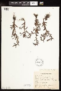 Veronica peregrina image