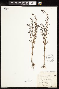Veronica peregrina image