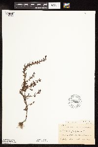 Veronica peregrina image