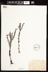 Veronica peregrina image