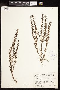 Veronica peregrina image