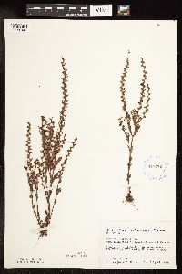 Veronica peregrina image