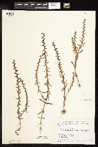 Veronica peregrina image