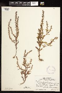 Veronica peregrina image