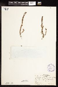 Veronica peregrina image