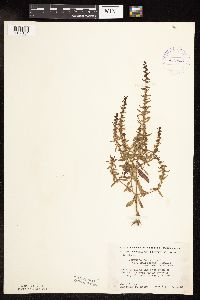 Veronica peregrina image