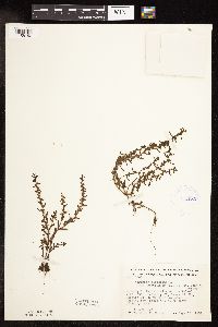 Veronica peregrina image