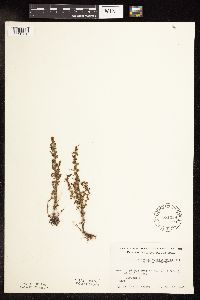 Veronica peregrina image