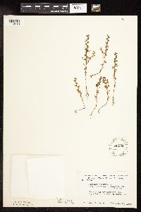 Veronica peregrina image