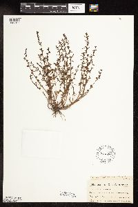 Veronica peregrina image