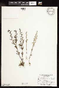thumbnail image of current specimen
